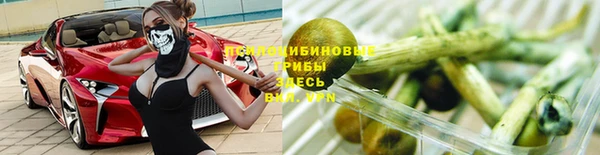 индика Абаза
