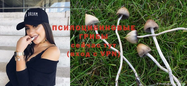 прущие грибы Абдулино