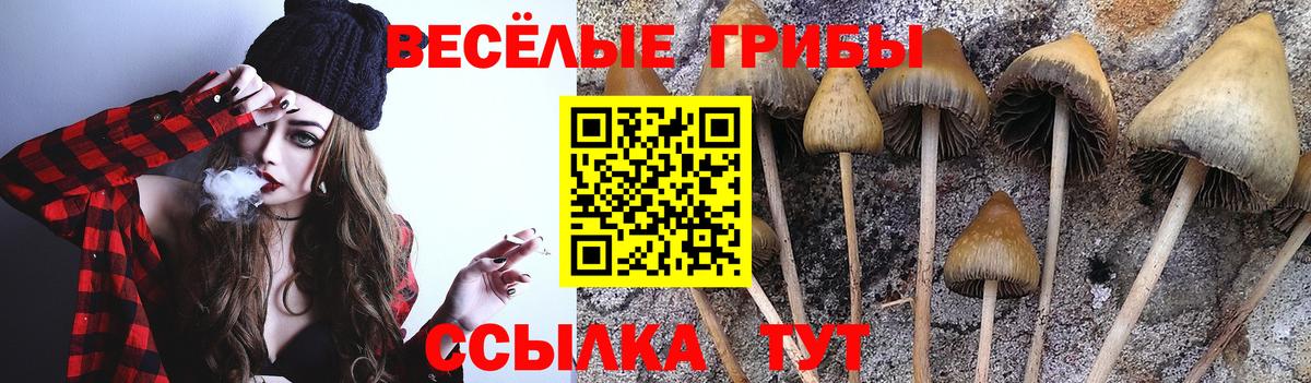Назрань  Псилоцибиновые грибы Cubensis  Вход с VPN  Псилоцибиновые грибы Cubensis 
